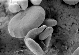 �~�h�����V�̌���